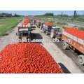 Melhor preço de pasta de tomate com embalagem de tambor / Caixas de madeira / Embalagem de lata